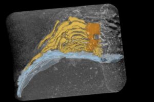 An X-ray reconstruction of a 32-million-year-old fossil kelp holdfast colored to show the base (orange), holdfast (yellow) and the bivalve shell to which it attached (blue).