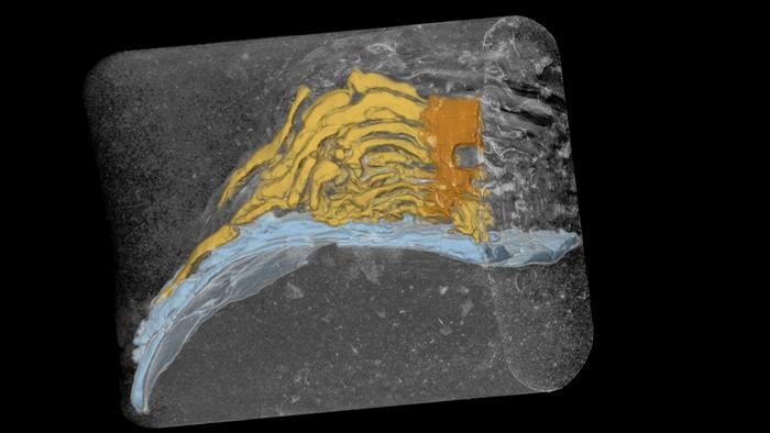 An X-ray reconstruction of a 32-million-year-old fossil kelp holdfast colored to show the base (orange), holdfast (yellow) and the bivalve shell to which it attached (blue).