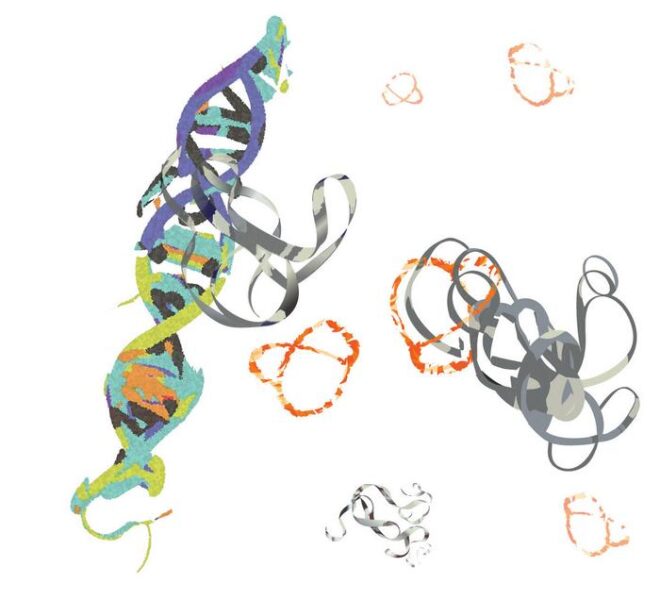 Scientists tame chaotic protein fueling 75% of cancers