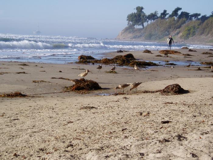 Shorebirds forage in kelp wrack on a beach in California.