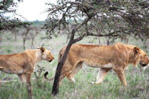 The lion in East Africa changes hunting habits due to tiny ant species