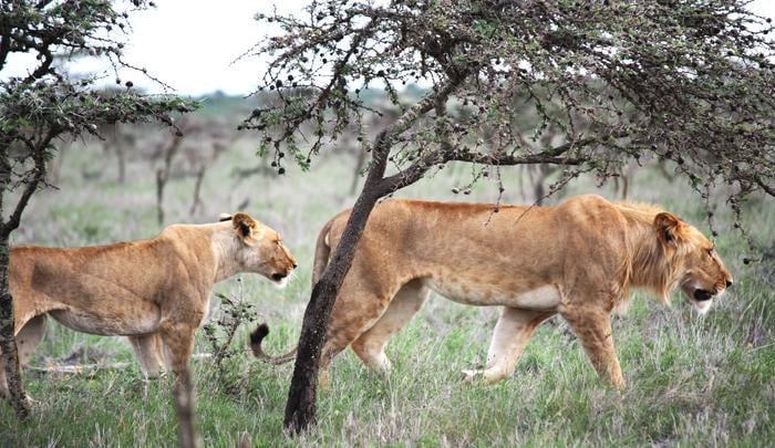The lion in East Africa changes hunting habits due to tiny ant species