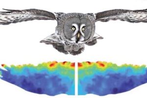 The micro-fringes on owl wings effectively suppress the noise while maintaining the aerodynamic performance of the wings comparable to that of a wing without the fringes.