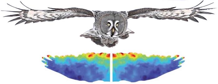 The micro-fringes on owl wings effectively suppress the noise while maintaining the aerodynamic performance of the wings comparable to that of a wing without the fringes.