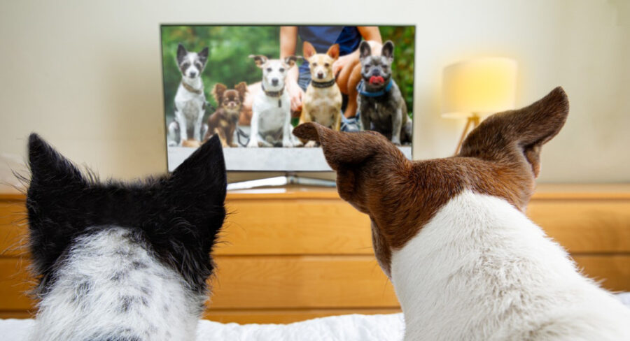 Two dogs watching a TV featuring more dogs onscreen