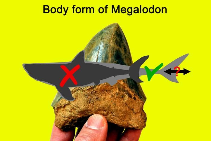 Study sheds new light on the body form of the Megalodon, and its role in shaping ancient marine life.