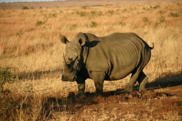 Southern Africa’s temps will rise past the rhinos’ tolerance
