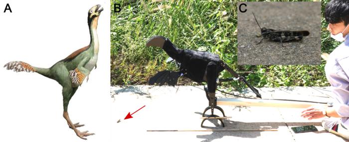 Figure 1. (A) Reconstructed Caudipteryx © Christophe Hendrickx. Used under the terms of the Creative Commons license (CC BY-SA 3.0). Licensing details: [https://creativecommons.org/licenses/by-sa/3.0/deed.en]. (B) Robopteryx, imitating the morphology of Caudipteryx, positioned in front of a grasshopper in the field (marked by a red arrow). (C) Grasshopper tested in the experiments.