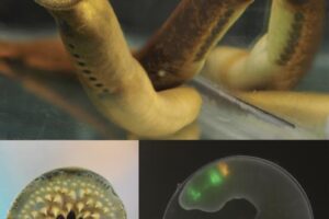 Top and left images are adult sea lampreys. On the right is a fluorescence microscopy image of a developing sea lamprey embryo.