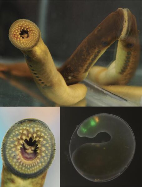 Top and left images are adult sea lampreys. On the right is a fluorescence microscopy image of a developing sea lamprey embryo.