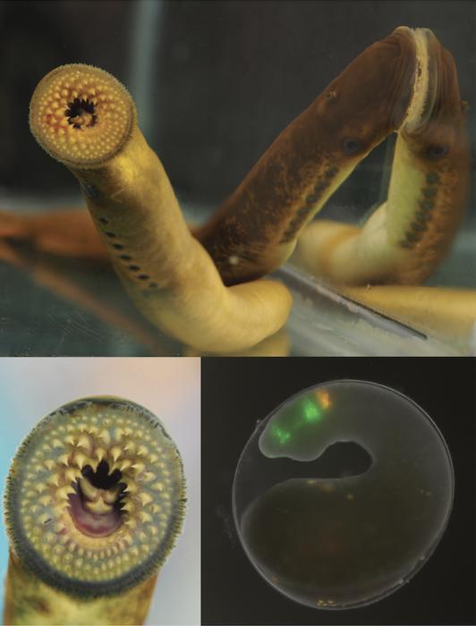 Top and left images are adult sea lampreys. On the right is a fluorescence microscopy image of a developing sea lamprey embryo.