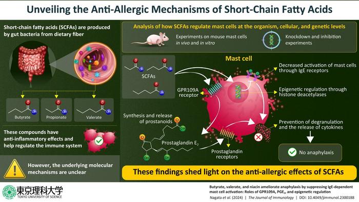 Gut bacteria break down dietary fiber into short-chain fatty acids, which are known to affect our immune system. In this study, researchers investigated in detail the mechanisms by which these compounds mediate the activation of mast cells.