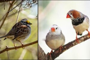 Retrotransposons found in the genomes of the white-throated sparrow and the zebra finch are shown to safely shepherd transgenes into the human genome, providing a gene therapy approach complementary to CRISPR-Cas9 gene editing.