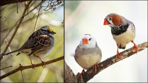 Retrotransposons found in the genomes of the white-throated sparrow and the zebra finch are shown to safely shepherd transgenes into the human genome, providing a gene therapy approach complementary to CRISPR-Cas9 gene editing.
