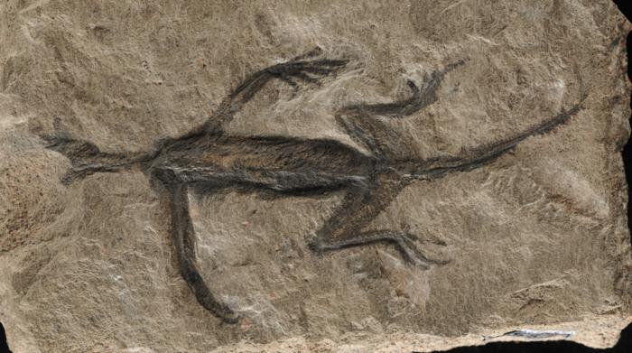 Tridentinosaurus antiquus