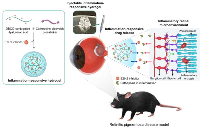 Schematic illustration of syringe-injectable inflammation-responsive hydrogel for suppression of inflammatory microglia for preventing photoreceptor death in retinitis pigmentosa.