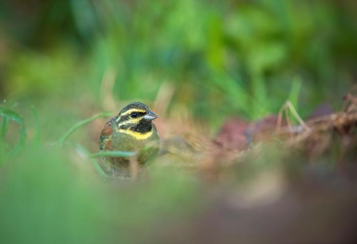 A new study explored how Cirl buntings relocated as part of conservation programmes can successfully learn the song repertoires they need to communicate – and ultimately survive – in the wild
