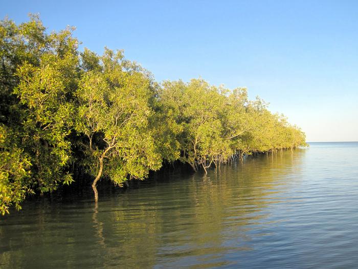 Mangroves are major carbon sinks. New research shows that the climate mitigation effect is even better than previously thought.