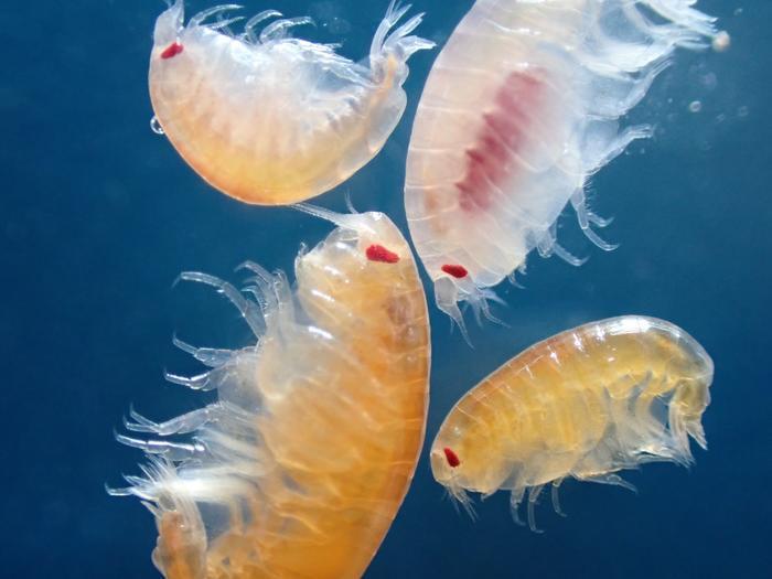 Scavenging amphipods from Kongsfjorden, Svalbard