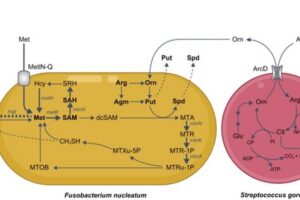 Schematic representation of observed metabolic flow of bacterial metabolism F. nucleatum and S. gordonii cocultures.