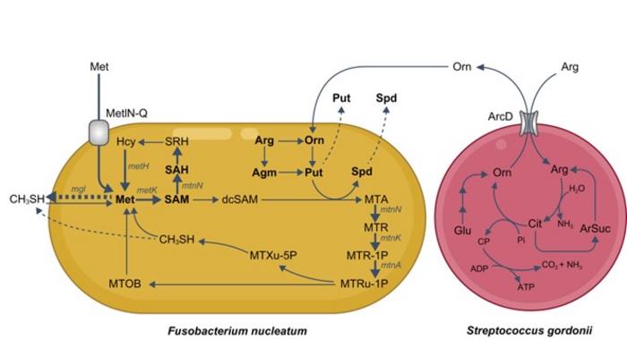 Schematic representation of observed metabolic flow of bacterial metabolism F. nucleatum and S. gordonii cocultures.