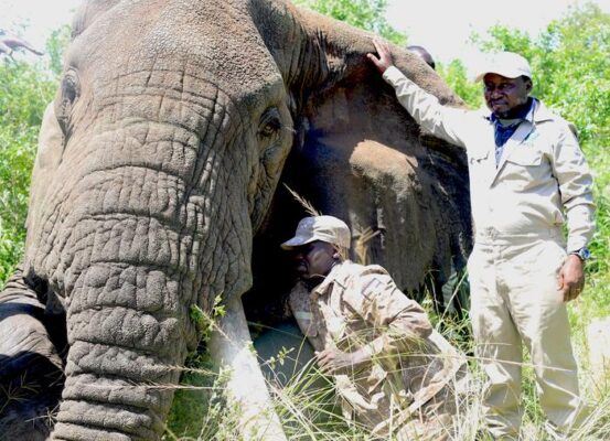 Simon Nampindo (standing) helping to collar an elephant in ...                    </div>

                    <div class=