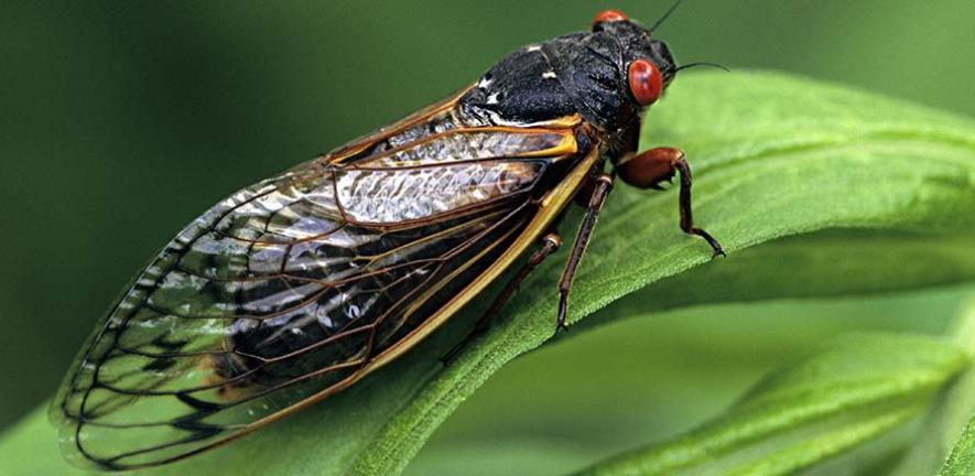Adult Periodical Cicada Credit: Ed Reschke via Getty Images