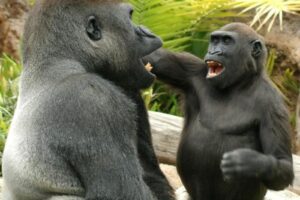two gorillas playing