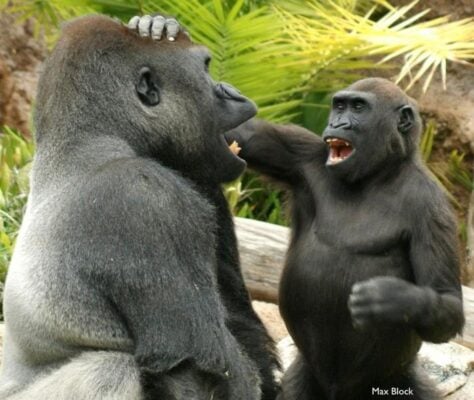 two gorillas playing