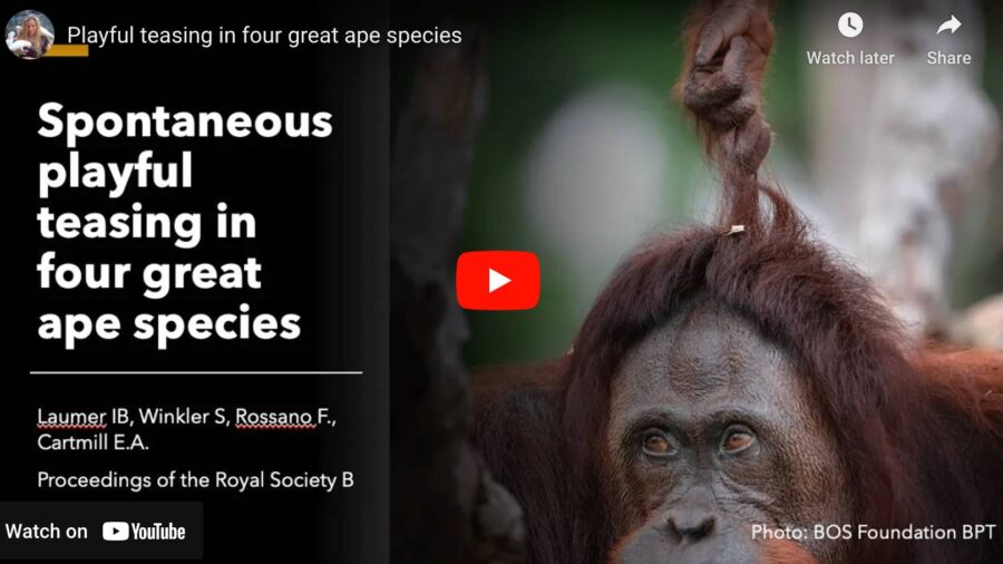 screenshot of youtube video of playful apes