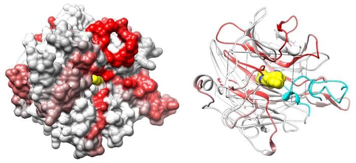 The two proteins side by side