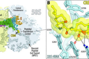 Overview and close-up of cresomycin bound to the bacterial ribosome of Thermus thermophilus.