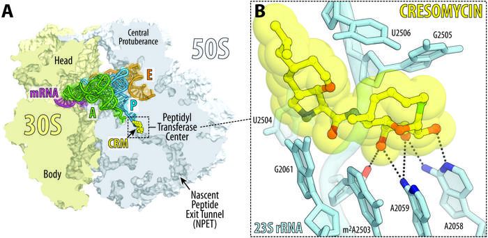 Overview and close-up of cresomycin bound to the bacterial ribosome of Thermus thermophilus.