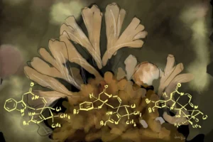 The marine bryozoan Securiflustra securifrons with representative natural product isolates securine A, securamine B, and securamine I. (Digital art by Vaani Gupta)