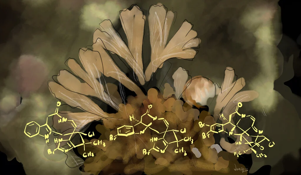 The marine bryozoan Securiflustra securifrons with representative natural product isolates securine A, securamine B, and securamine I. (Digital art by Vaani Gupta)