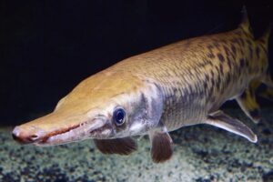 The alligator gar, and other gar species, are “living fossils” that it shows little species diversity or physical differences from ancestors that lived tens of millions of years ago. (Photo by Solomon David)