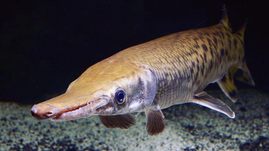 The alligator gar, and other gar species, are “living fossils” that it shows little species diversity or physical differences from ancestors that lived tens of millions of years ago. (Photo by Solomon David)