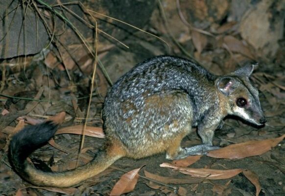 A dwarf species of rock-wallaby, the nabarlek. Image: Ian Morris Small Aussie mammal's bite 'packs a punch'