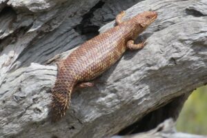 A western spiny-tailed skink.