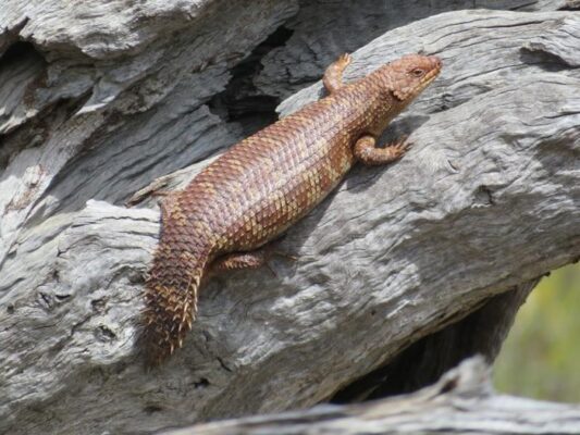 A western spiny-tailed skink.