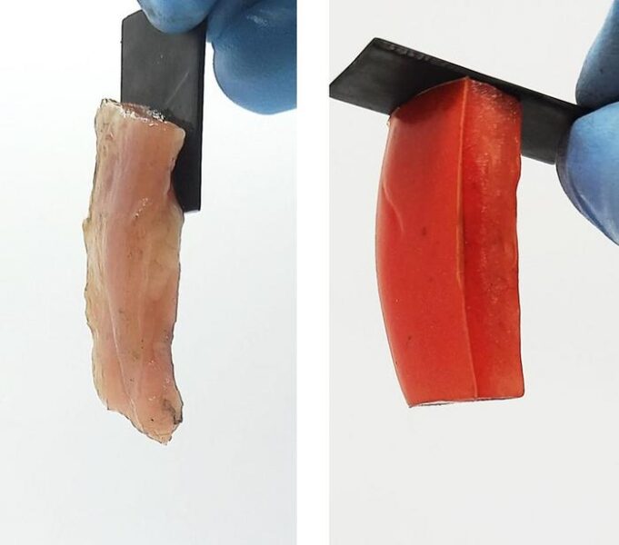 These soft materials (chicken on the left and tomato on the right) permanently stick to hard surfaces just by passing electricity through them.