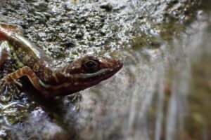 Anolis aquaticus, a semi-aquatic lizard species in Costa Rica