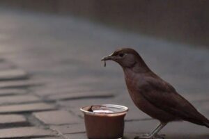Bird eating chocolate pudding