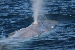 Pygmy blue whale