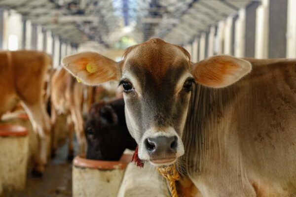 Cattle Vaccine Offers Hope in Fight Against Bovine Tuberculosis