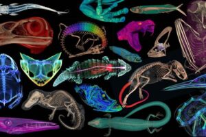 The openVertebrate project was a five-year initiative funded by the National Science Foundation to make 3D models of museum specimens freely available to scientists, students, teachers and the public.