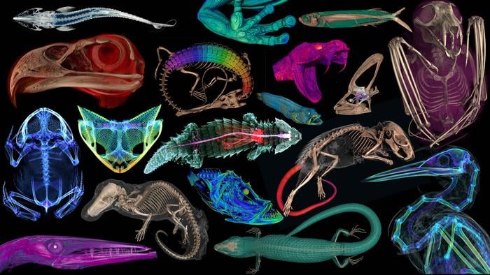 The openVertebrate project was a five-year initiative funded by the National Science Foundation to make 3D models of museum specimens freely available to scientists, students, teachers and the public.