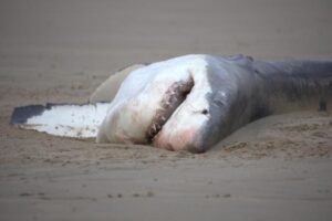 Photo of great white shark carcass.