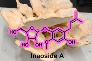Researchers from Japan discovered a new antioxidant, Inaoside A, along with three other known bioactive compounds, from Laetiporus cremeiporus, an edible mushroom variety.
