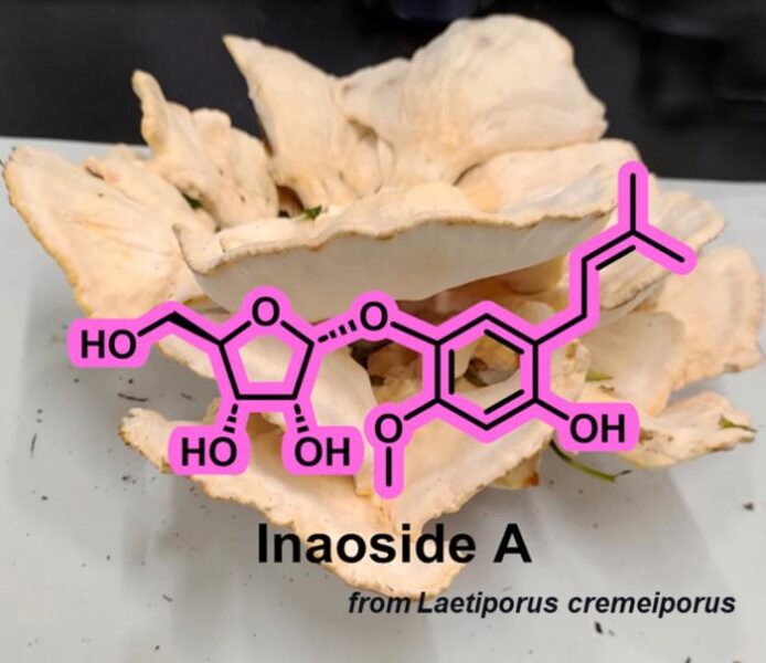 Researchers from Japan discovered a new antioxidant, Inaoside A, along with three other known bioactive compounds, from Laetiporus cremeiporus, an edible mushroom variety.